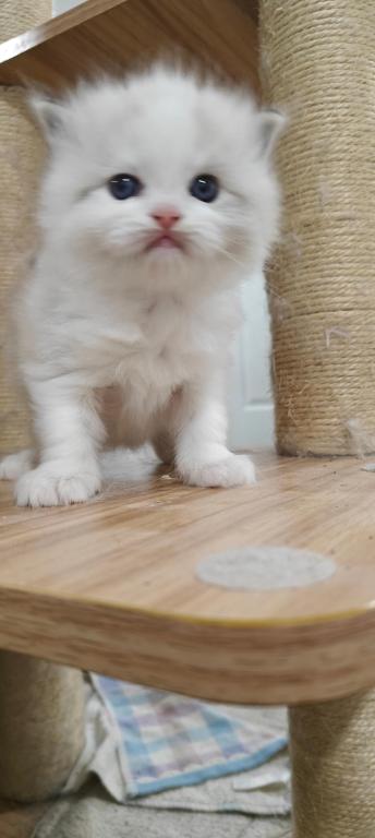 Ragdoll Bicolor Boy1 photo 3