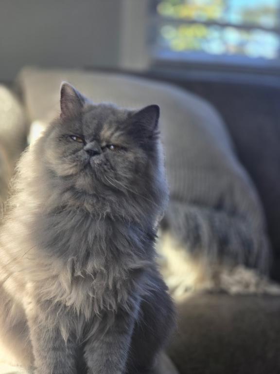 Grey Kitten Tedi photo 2