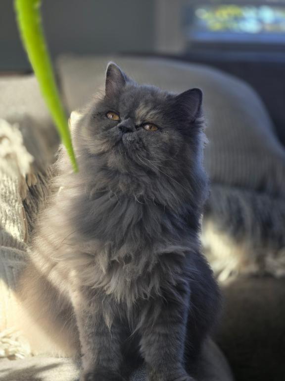 Grey Kitten Tedi photo 1