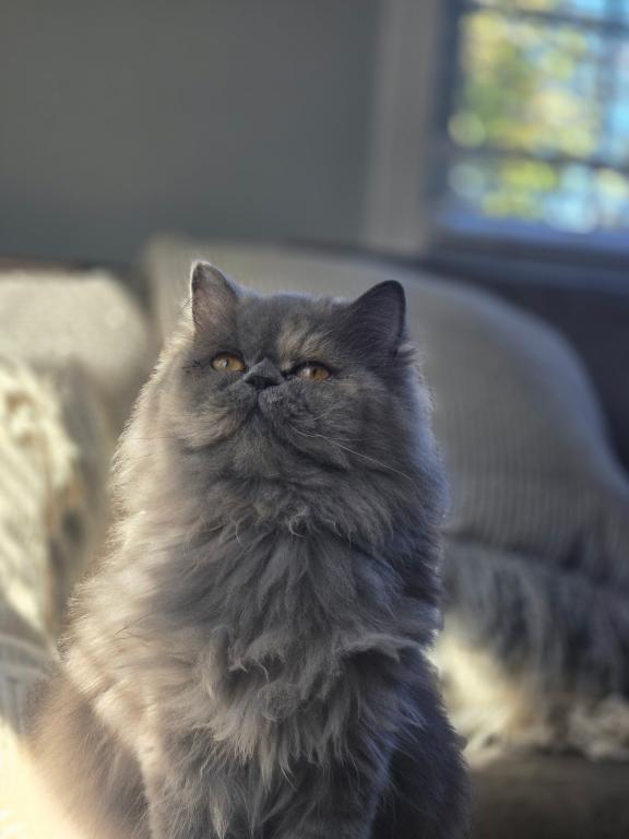 Grey Kitten Tedi photo 3