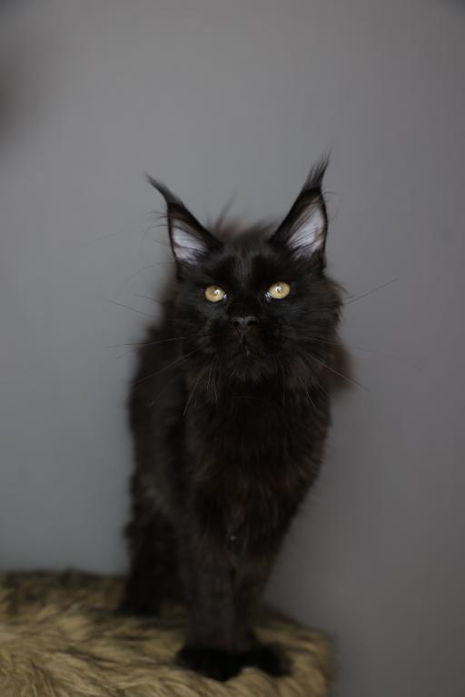 Sirius photo 2