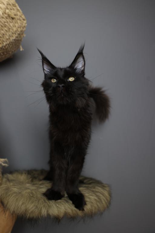 Sirius photo 4
