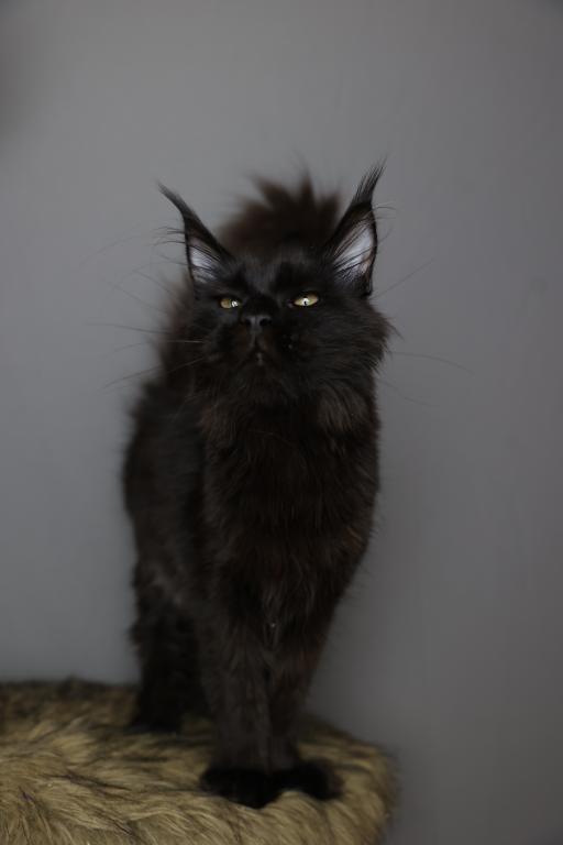 Sirius photo 3