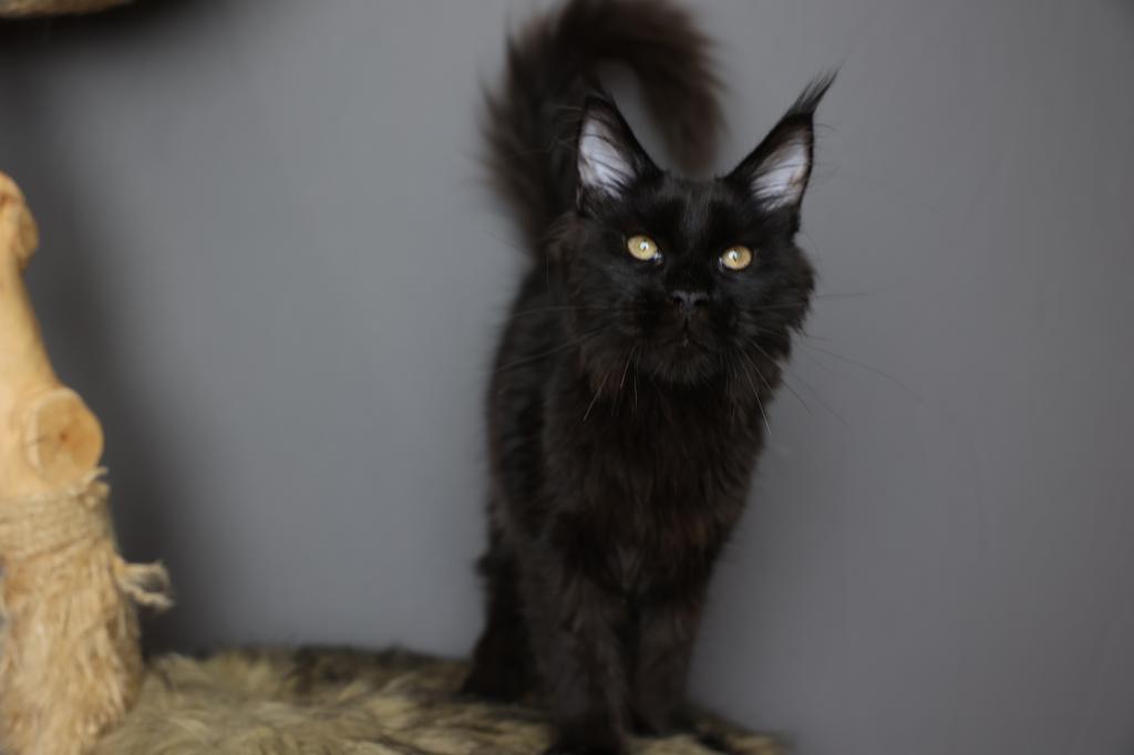 Sirius photo 1