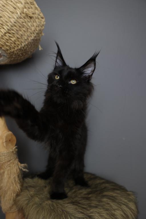 Sirius photo 5