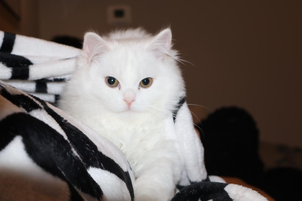 Leo photo 1