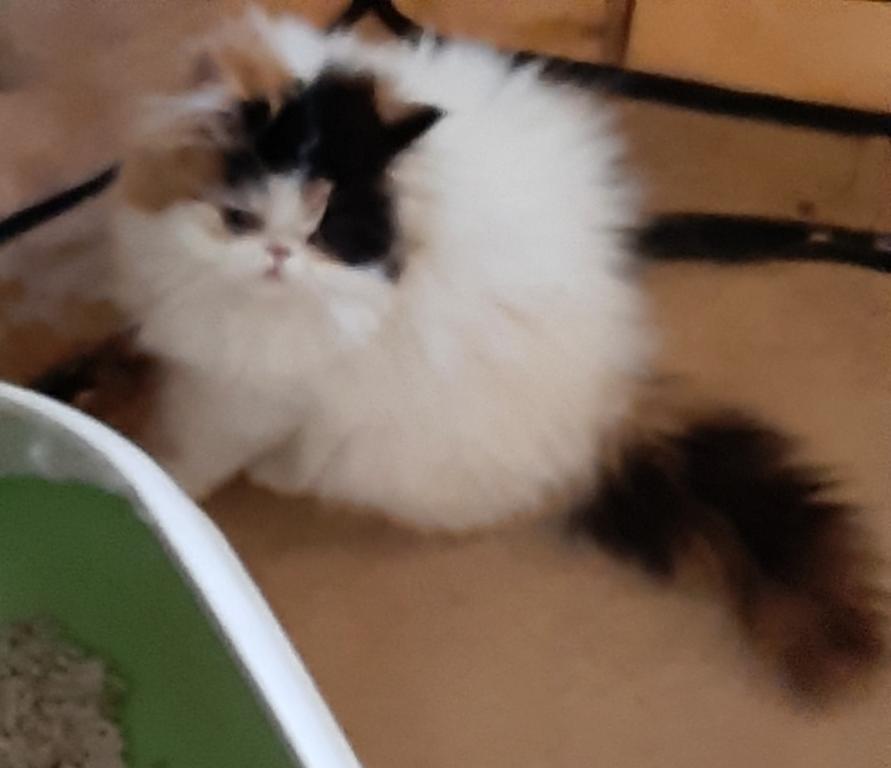 Bella photo 1