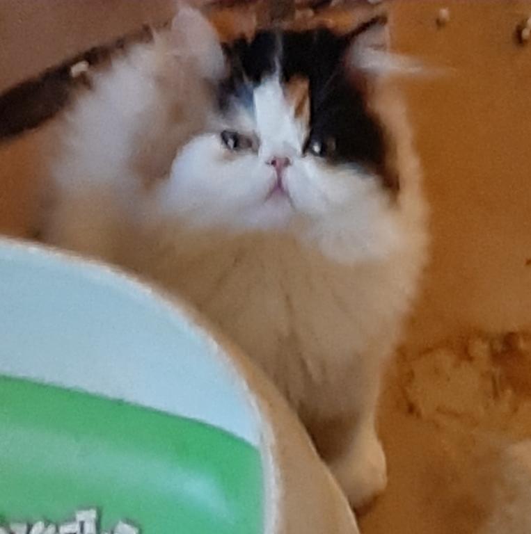 Bella photo 2