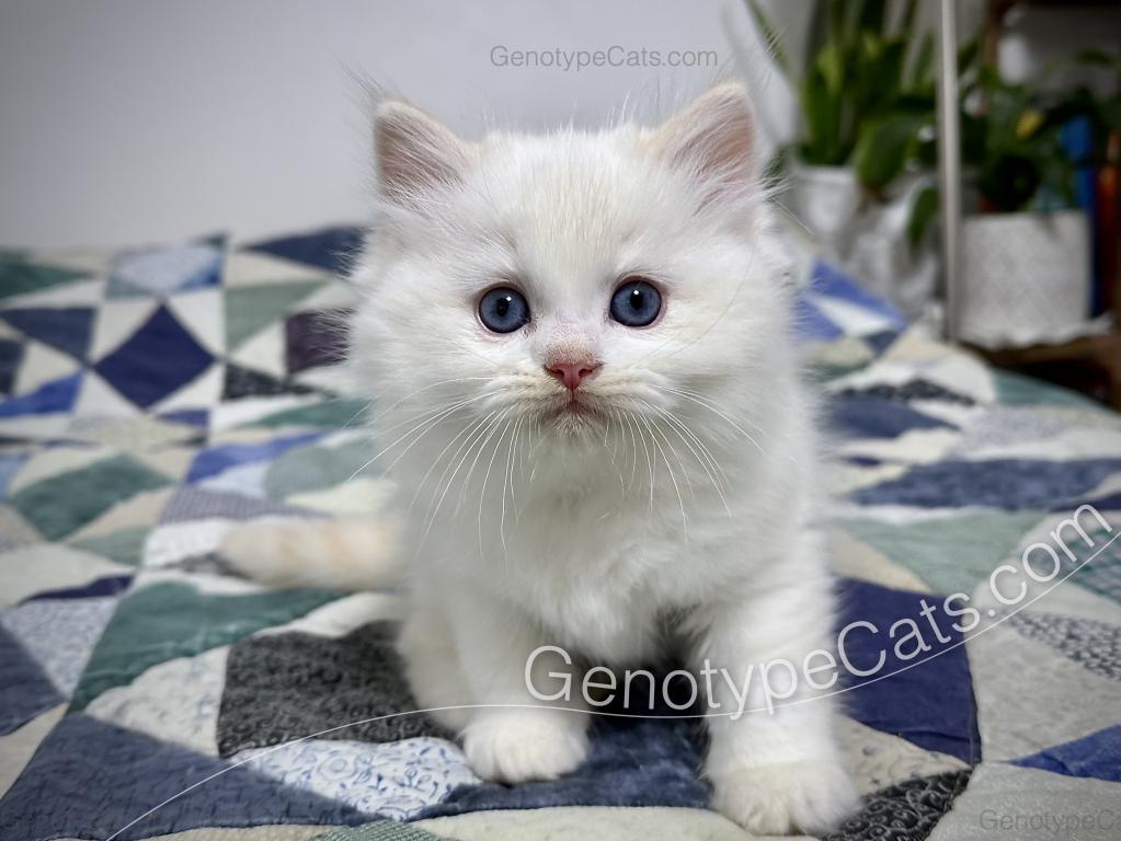 Emeric photo 40