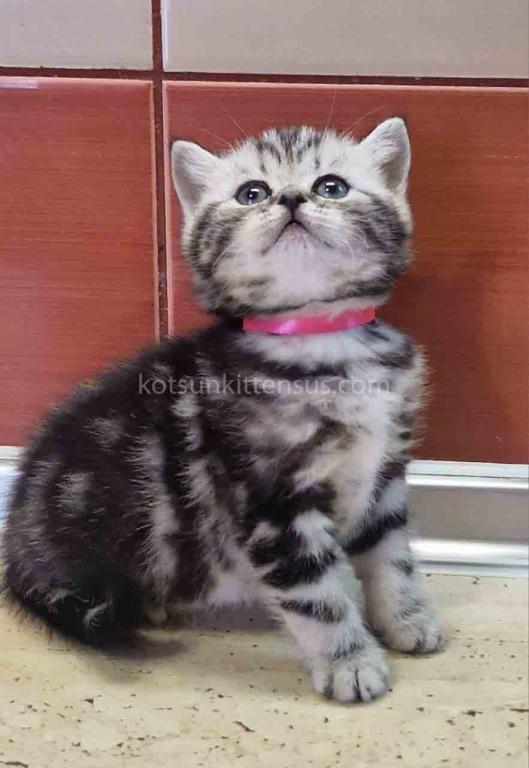 Butterfly Tabby Black Silver Marbled Girl photo 3