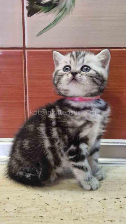 Butterfly Tabby Black Silver Marbled Girl photo 4