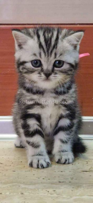 Butterfly Tabby Black Silver Marbled Girl photo 6