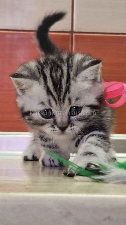 Butterfly Tabby Black Silver Marbled Girl