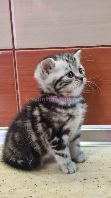 Butterfly Tabby Black Silver Marbled Girl photo 2