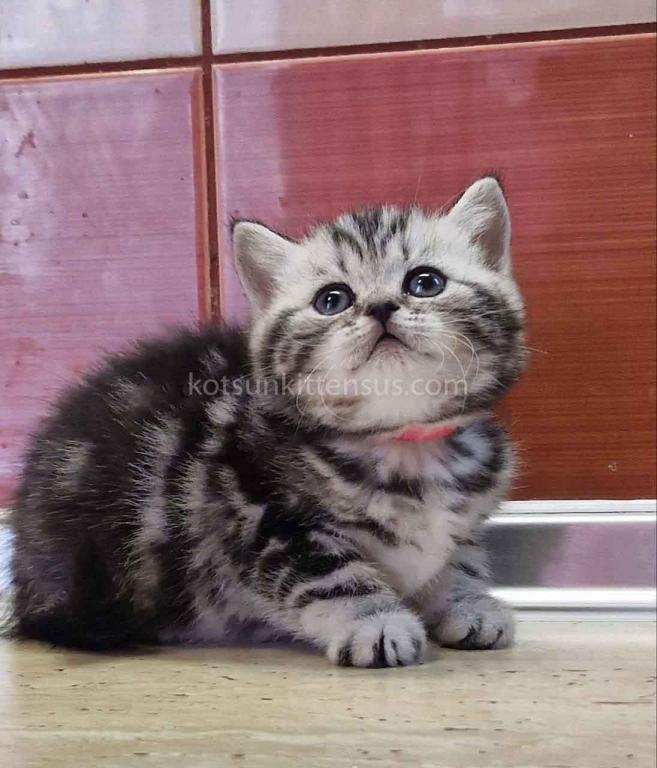Butterfly Tabby Black Silver Marbled Girl photo 5