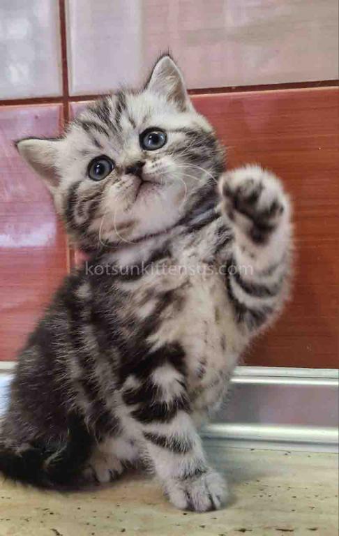 Butterfly Tabby Black Silver Marbled Girl photo 7