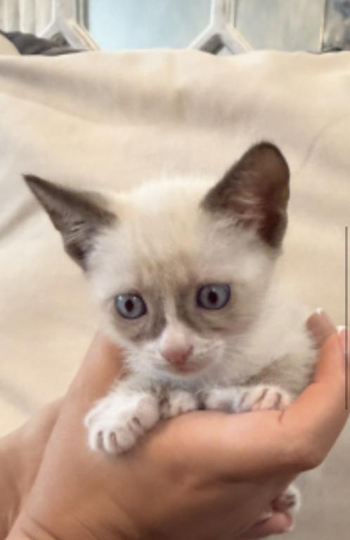 Cute Bicolor Siamese photo 3