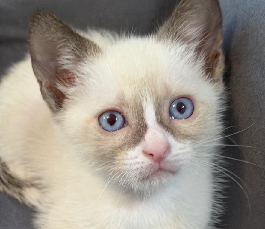 Cute Bicolor Siamese photo 1