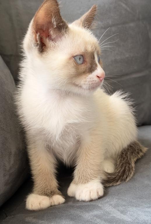 Cute Bicolor Siamese photo 2