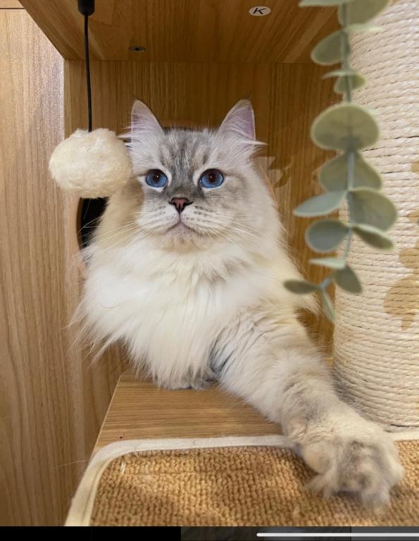 Siberian Adults Available photo 1