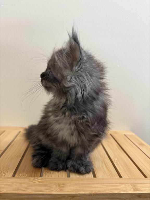 Simba Polydactyl Black Smoke photo 3