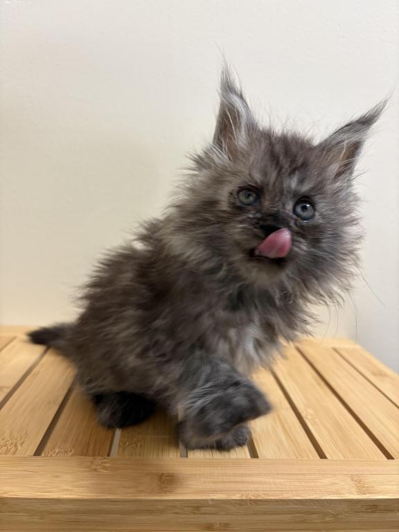 Simba Polydactyl Black Smoke photo 2