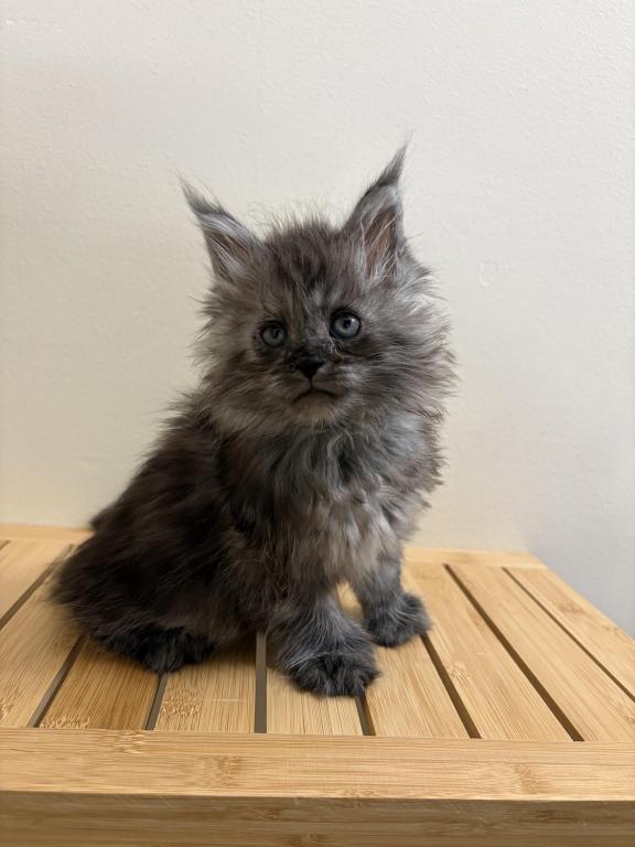 Simba Polydactyl Black Smoke photo 1