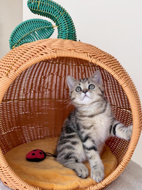Felix photo 5