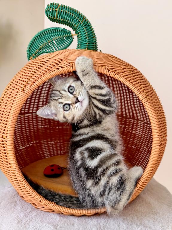 Felix photo 1