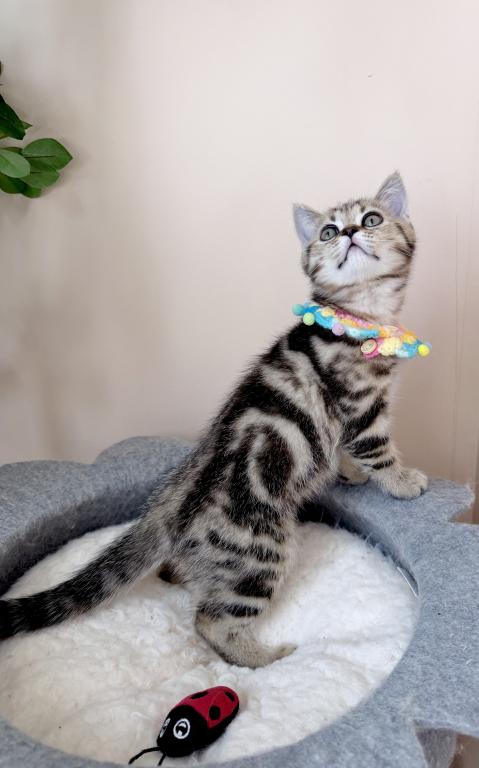 Felix photo 3
