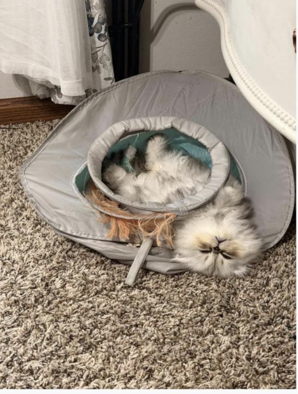 Fluffy Persian Kittens  Loving & Socialized photo 2
