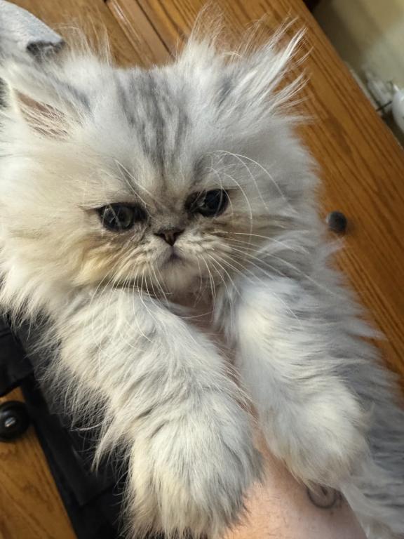 Fluffy Persian Kittens  Loving & Socialized photo 9