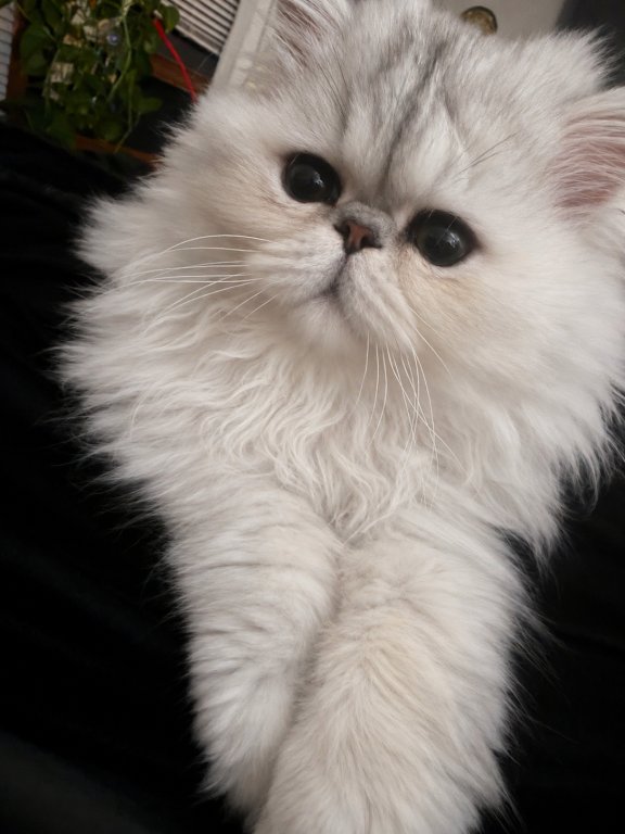Fluffy Persian Kittens  Loving & Socialized photo 6