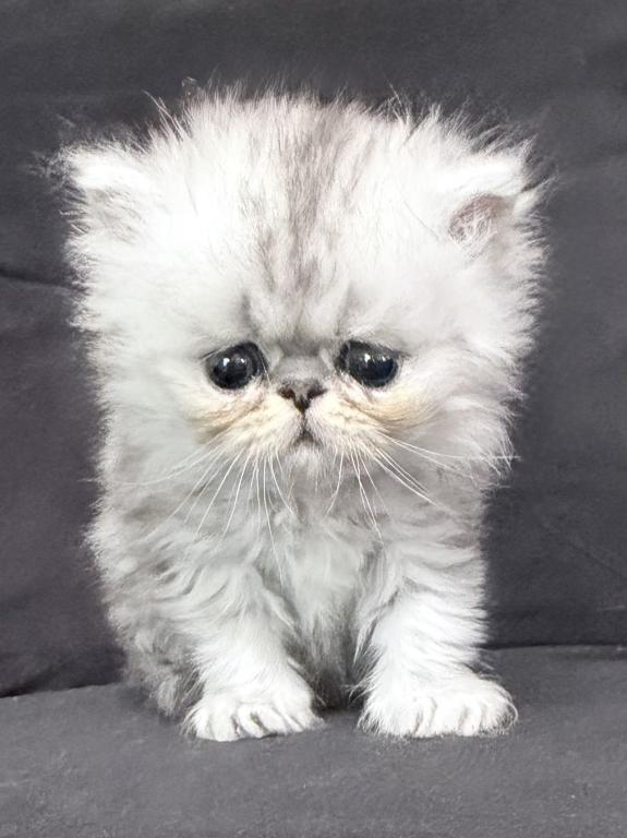 Fluffy Persian Kittens  Loving & Socialized photo 10