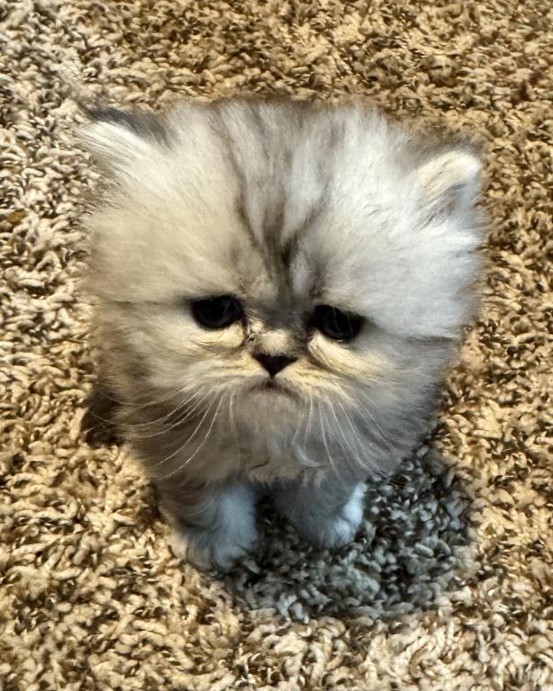 Fluffy Persian Kittens  Loving & Socialized photo 8