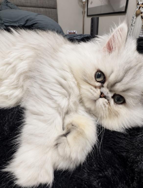 Fluffy Persian Kittens  Loving & Socialized photo 1