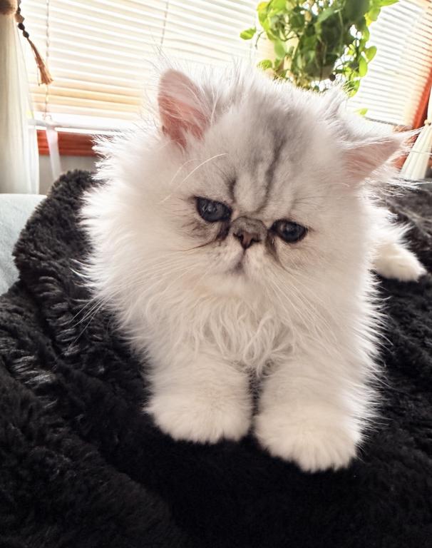 Fluffy Persian Kittens  Loving & Socialized photo 7