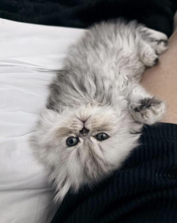 Fluffy Persian Kittens  Loving & Socialized photo 4
