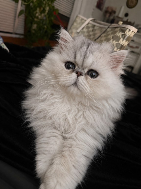 Fluffy Persian Kittens  Loving & Socialized photo 5