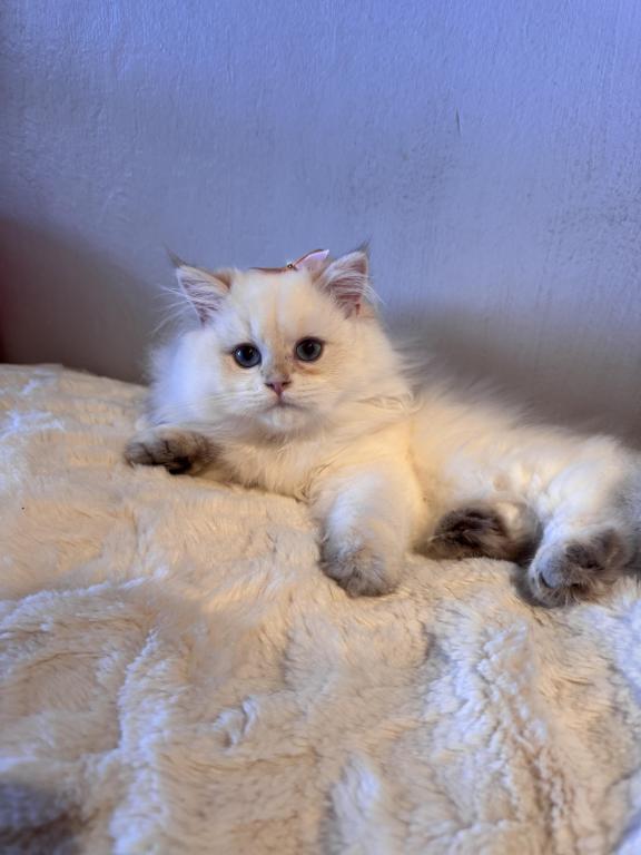 Muzia photo 1