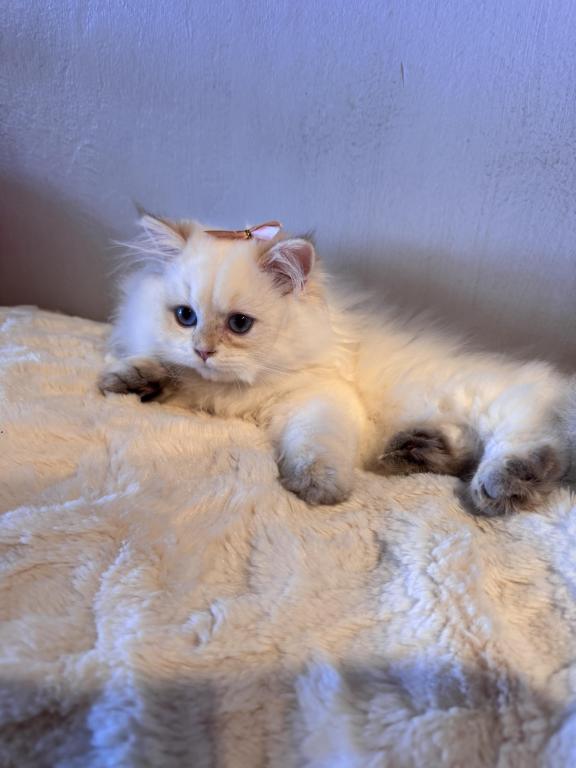 Muzia photo 4