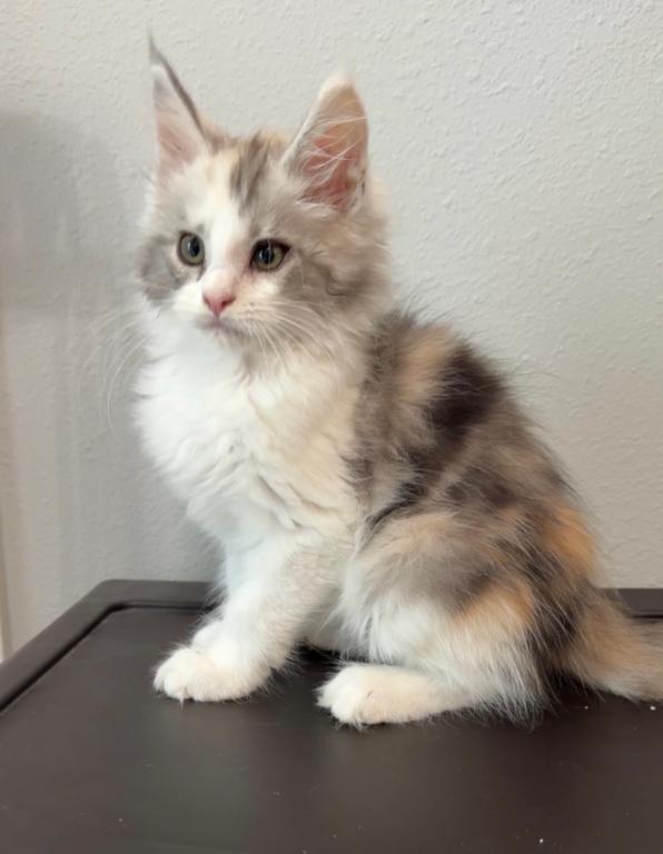 Blue Calico photo 1