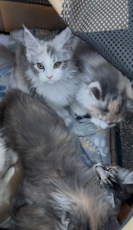 Blue Calico photo 2