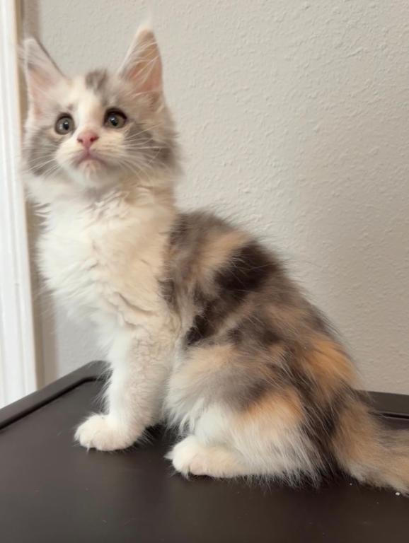 Blue Calico photo 5