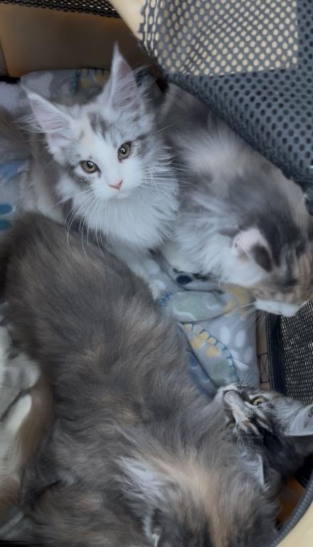 Blue Calico photo 3