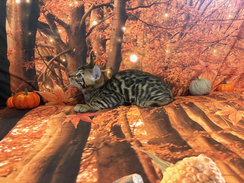 Sahara Babies photo 2