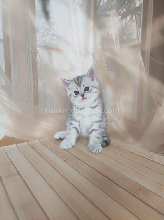 Pepper Snow Leopard Silver Brtitish Shorthair Boy photo 4