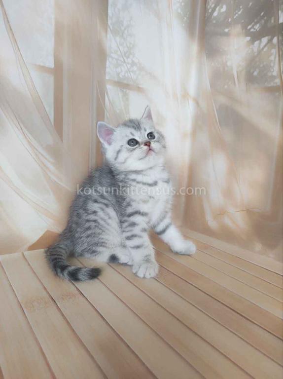 Pepper Snow Leopard Silver Brtitish Shorthair Boy photo 1