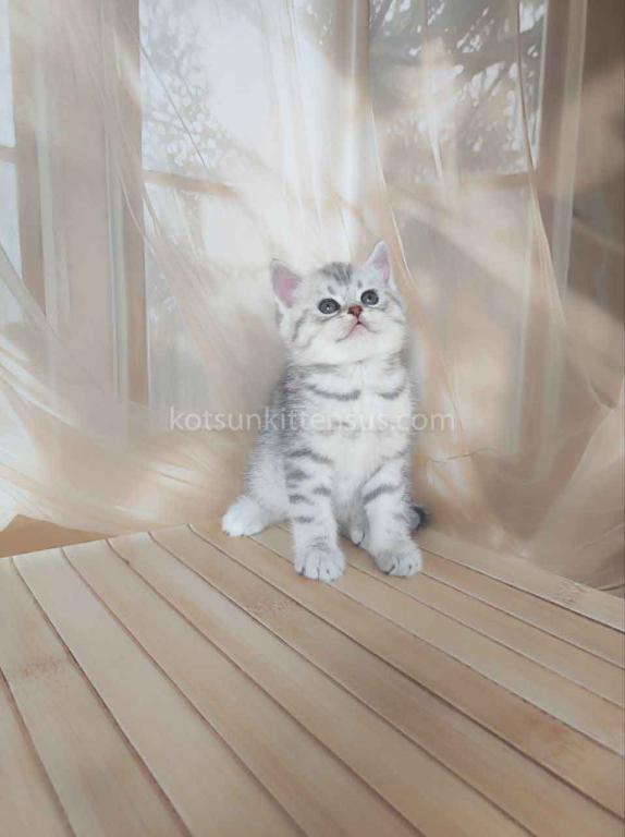 Pepper Snow Leopard Silver Brtitish Shorthair Boy photo 5