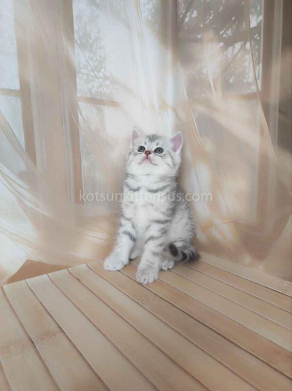 Pepper Snow Leopard Silver Brtitish Shorthair Boy photo 3